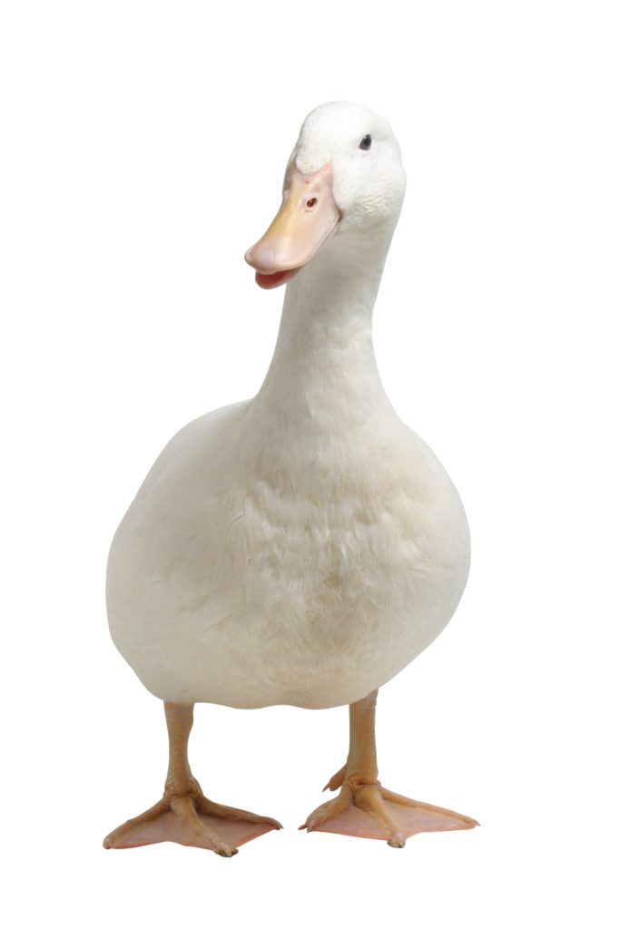 ya3